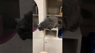 Meet Gray a Domestic Longhair currently available for adoption! 5/30/2021 7:53:17 AM