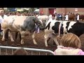 Devon County Show - livestock parade Devon County Show - livestock parade