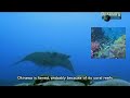 Okinawa Churaumi Aquarium, being the second largest aquarium in the world, is truly and without doubt, a man made marvel. And now please we ask you to kindly sit back and enjoy our proudly presented breif introduction on the design and miracles of the famous aquarium. Thank you. created by dan, associated with lungchun, 2009.