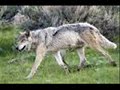 Wolf Slideshow!