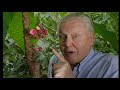 Click here to watch this video Kingdom Of Plants Trailer