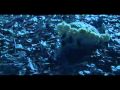 Yosei Teikoku Schwarzer Sarg Video and Lyrics