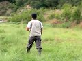 bird dog training