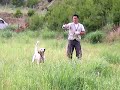 bird dog training