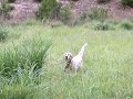 bird dog training