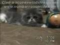 Clyd-A-Scope Persians Beautiful's kittens (part 2) 6-7-08