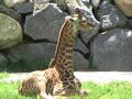 African Baby Giraffe Giraffa Camelopardalis
