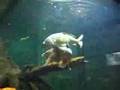 Ver Video
