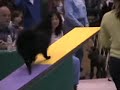 AKC Agility at the 2008 Seattle Kennel Club Dog Show