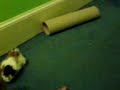 My guinea pig, Suzy Creamcheese going really fast.