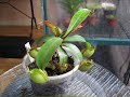 plante carnivore plante carnivore