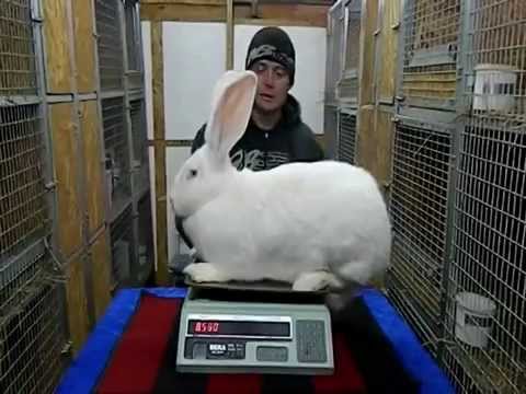 Я хочу поймать белого кролика своими руками 29