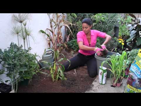 how to fertilize sweet corn in garden