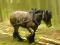 Débardage au cheval