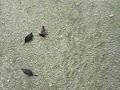Ducks and fishs in shoal on Lake Bohinj (Slovenia)