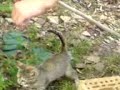 maca voli ribu