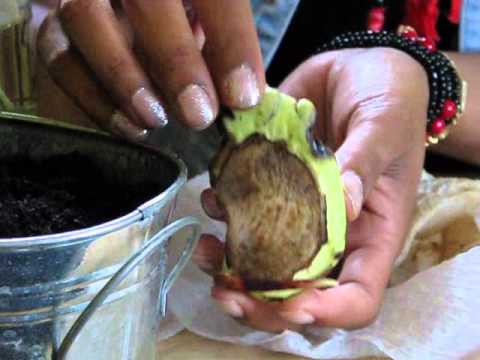 how to transplant seedlings after germination