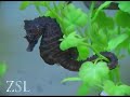 seahorses-found-in-the-thames.html