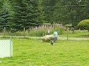 Em herds @ 6 months