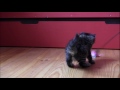 Click here to watch this video Les chatons d'Ophelia, 40 jours