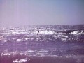 KITE KOPPER.wmv