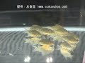 ????????3???????????????Corydoras sterbai?WILD??