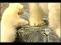 Wilbaer and Corinna - Baby Polar Bear Debut Wilbaer and Corinna - Baby Polar Bear Debut