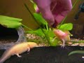 Axolotl feeding