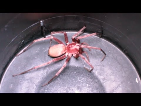 HUGE Mystery Spider!