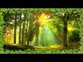~ Sound Therapy - Summer Forest ~