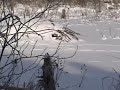 snared coyote