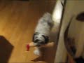 Gentry jumping