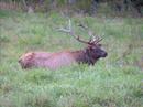 Smoky Mountain Elk