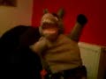 Donkey Banging One Out