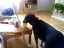 Rufus drinking tea