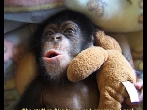 CHIMPANZEE