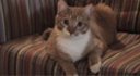 Exclusive Interview with the Dramatic Cat