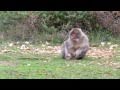 La Forêt des Singes à Rocamadour, visite du parc animalier (2ème partie).