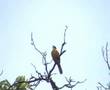 Cabanis Bunting