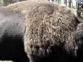 Bison vs Car