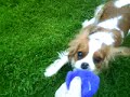 My vicious dog