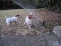 2 Jack Russell Terrier dogs vs. Sprinklers , fighting