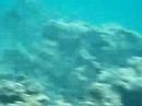 snorkling fanara