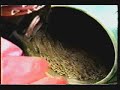Masanobu Fukuoka Makes Seed Balls Masanobu Fukuoka Makes Seed Balls