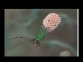 Beauty of Nature - Viruses