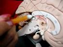 BIO 140_The Brain
