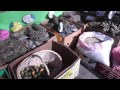 Documental: Plantar Pobreza, El Negocio Forestal en Chile
