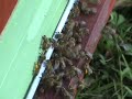 bees p?ele na br?ljanu nose puno peluda