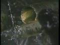 侵略戦争動画16