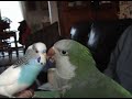 Parakeet and Quaker Icon